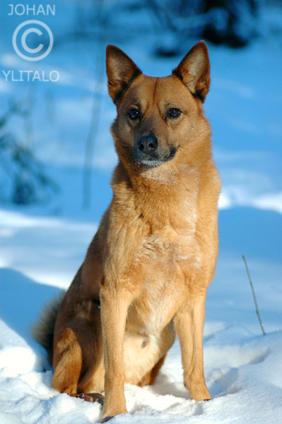 Hund (18).jpg